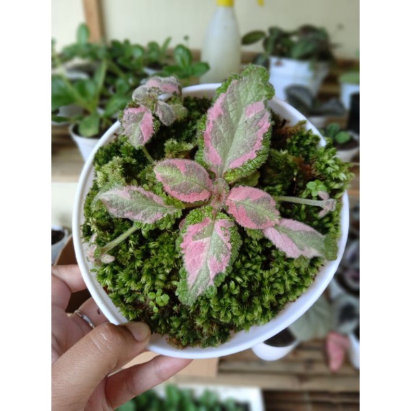 Episcia Picasso Bunga Pink Kuning