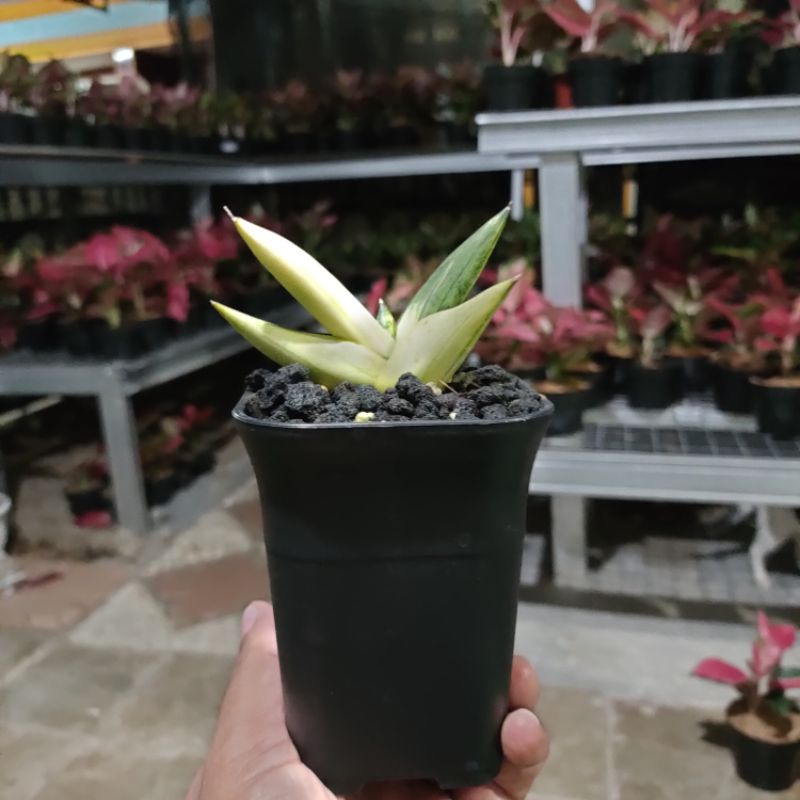 bibit sansivera boncel varigata