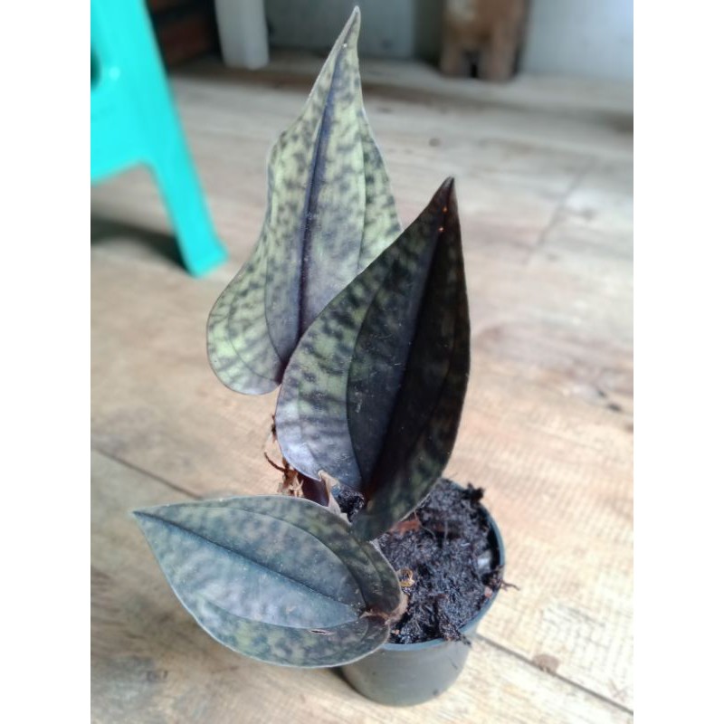 jewel orchid tanah - anggrek tanah - kiaksara kirim dengan pot hitam
