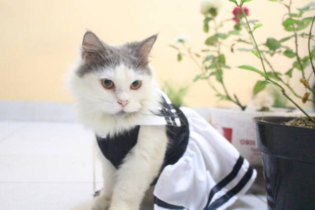 Baju kucing hitam putih untuk kucing / baju kucing anjing lucu / aksesoris kucing size S M L