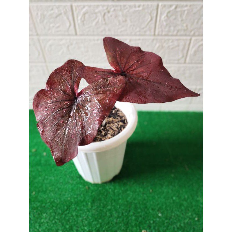 tanaman hias umbi keladi dealova hybrid keladi hias