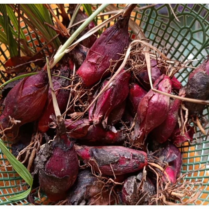 

Bawang Dayak