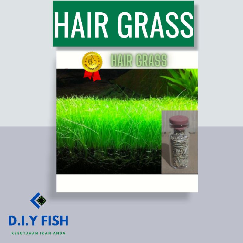 Carpet Seed Hair Grass & Love Grass Seed Bibit Benih Tanaman Aquascape / Tanaman Air /Small Atau Lon