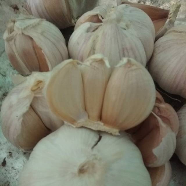 

Bawang puti | bawang kating | bawang putih murah