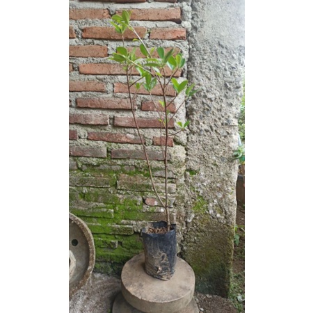 Cangkokan kimeng 50 - 60 cm