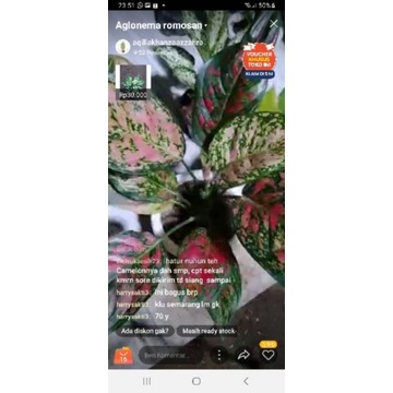 Aglonema venus indukan