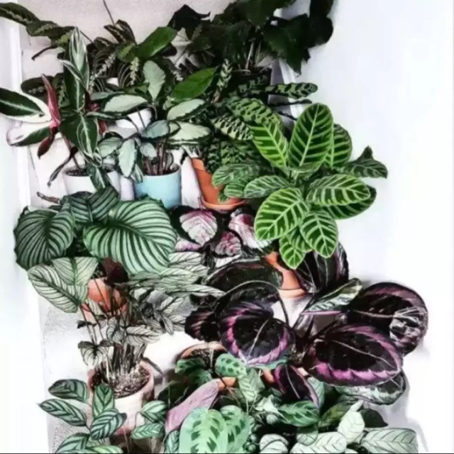 Tanaman Hias Calathea - Paket 10 Jenis Tanaman Calathea