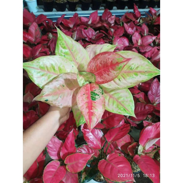 Aglonema LOD / Light Of Diamond