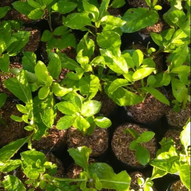 Tanaman herbal sambung nyawa