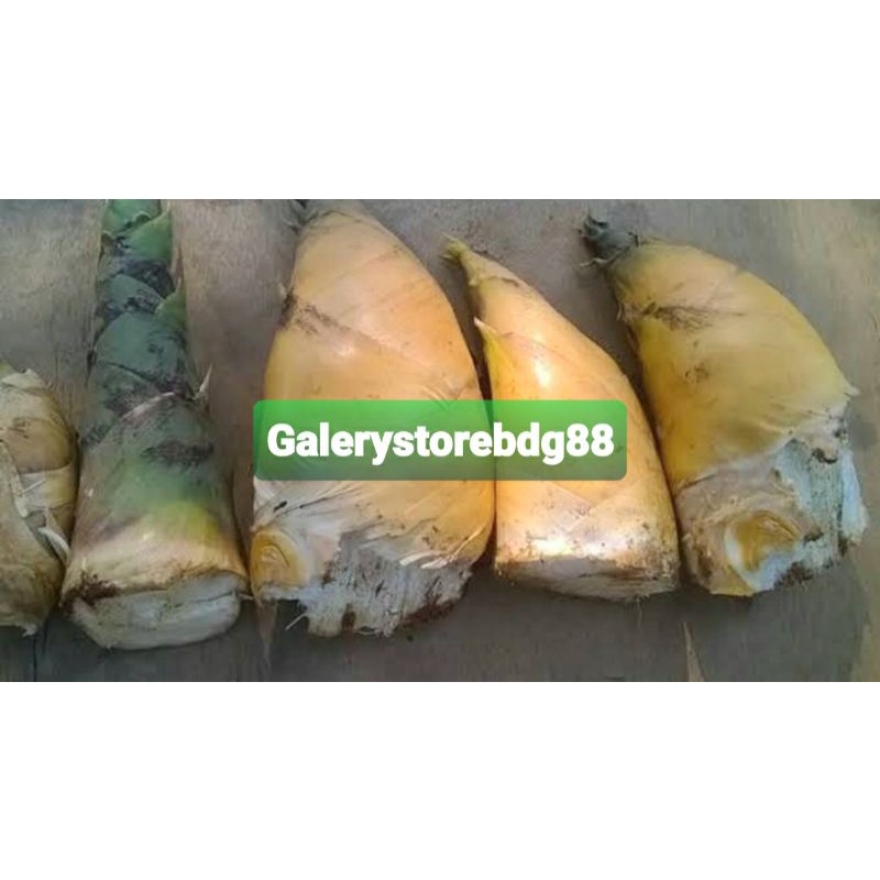 Rebung bambu kuning 500 gram / rebung bambu-az