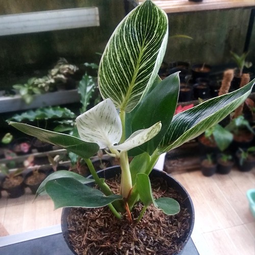Philodendron Birkin Philo Birkin tanaman hias
