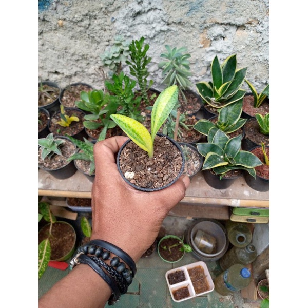 Ph.Lidah katak Varigata