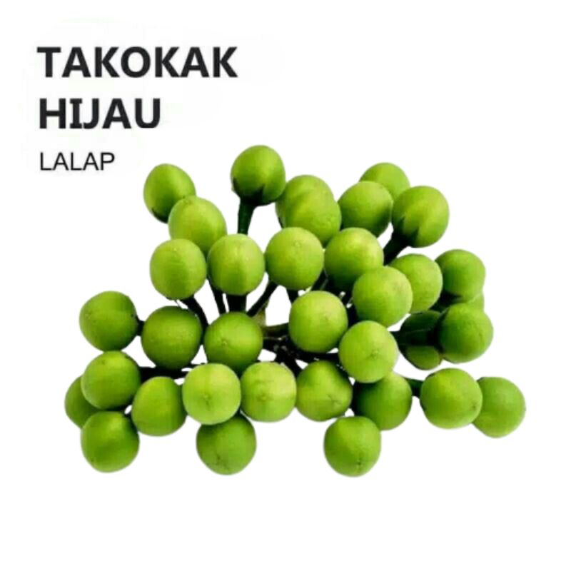 

Buah takokak segar 500gram cepokak terung pipit solanum travum baru petik Sh