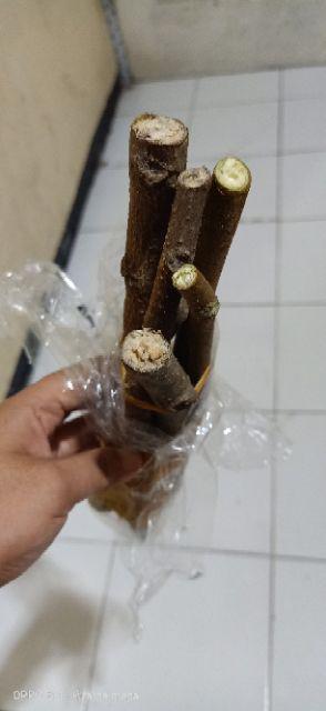 Jual Fres Cutting Pohon Kelor