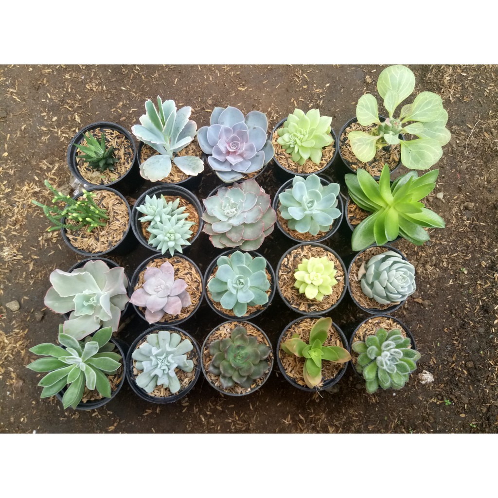 Jual Produk Perlengkapan Rumah Online Shopee Indonesia