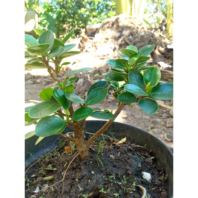 bibit beringin dolar mangkok mikro