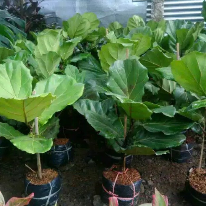 Ketapang biola cantik - pohon ketapang biola