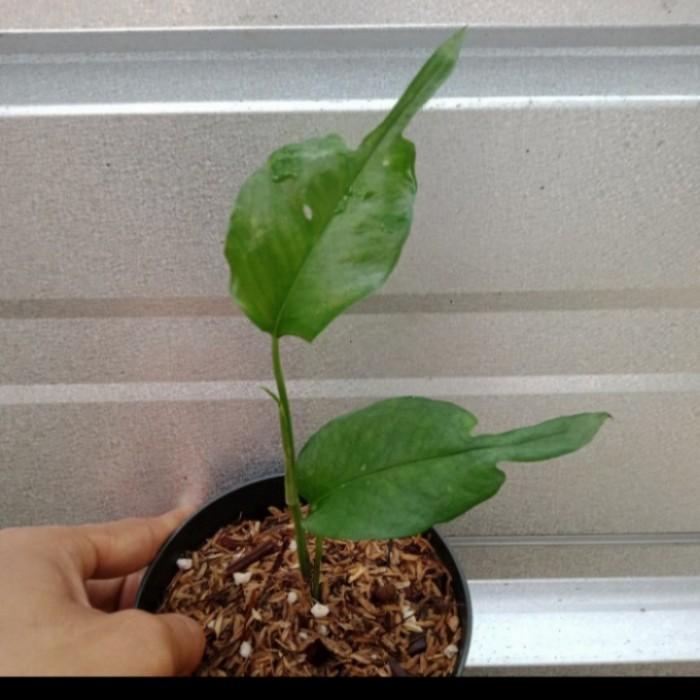 Panama New Produk Tanaman Hias Epippremnum Skeleton Key - Bibit Skeleton Key