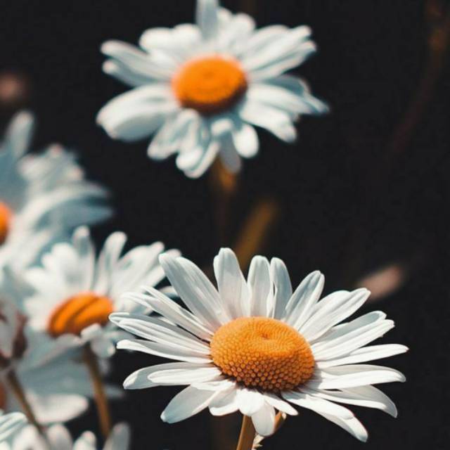 nurulmaulidyahidayat