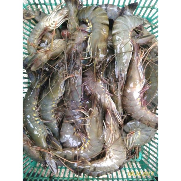 

Udang pancet 25/30