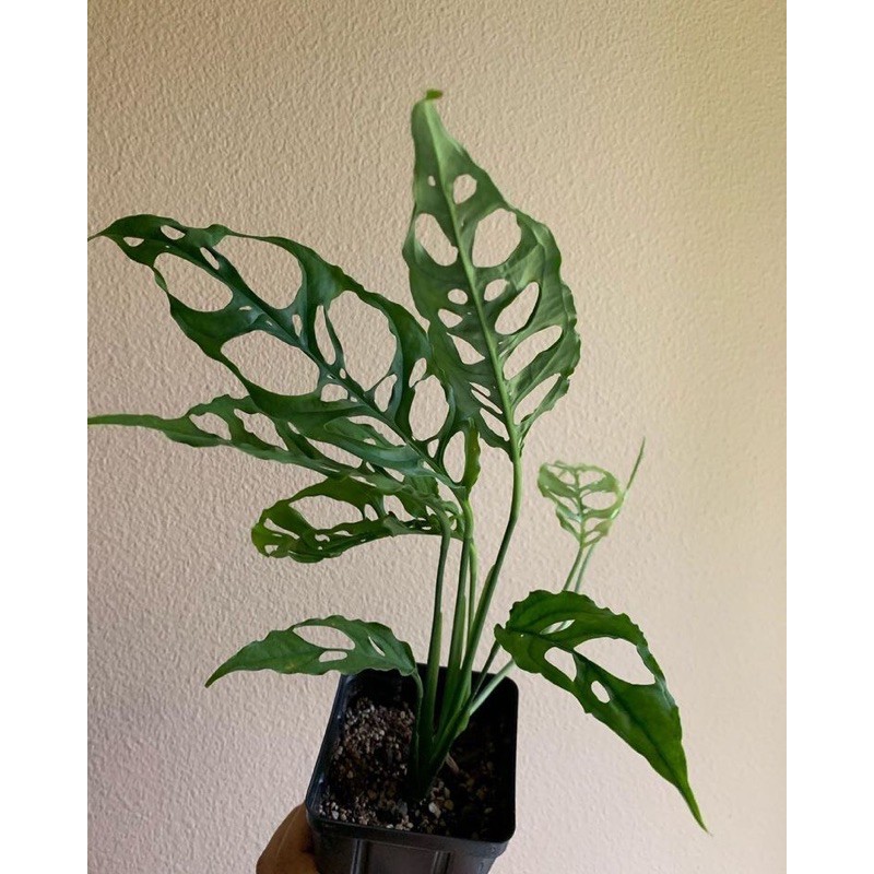 obliqua monstera // obliqua