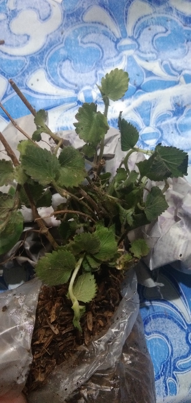 Tanaman Peperomia Semangka