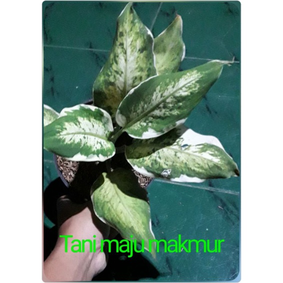 AGLONEMA DIVEN/DIVEN FARIGATA/DIVEN LUKISAN CINTA