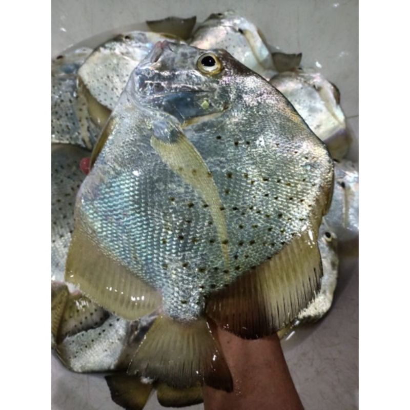 

Ikan Tapi Tapi//1kg ikan Harian BERGARANSI segarr
