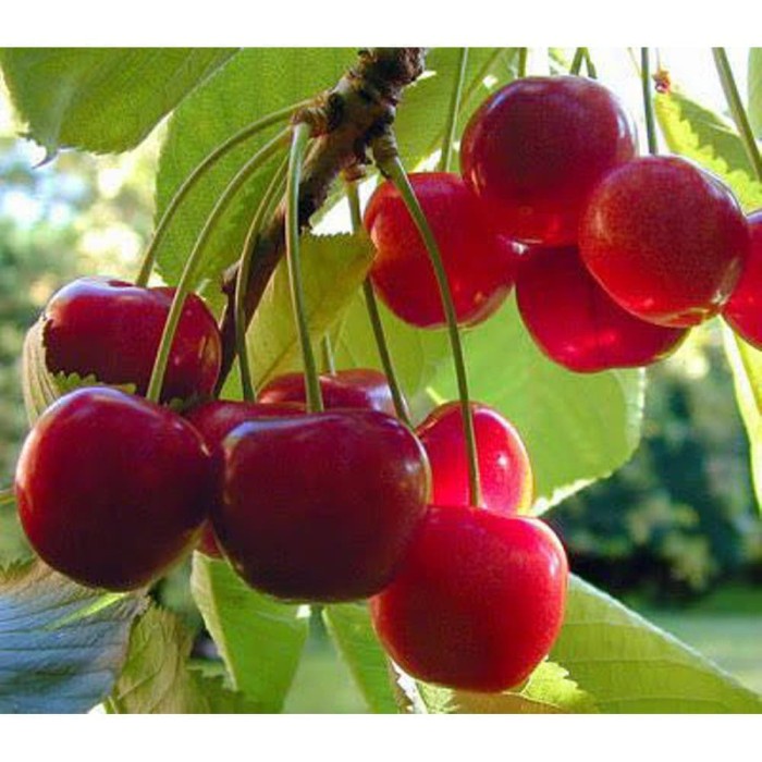 Bibit cherry vietnam