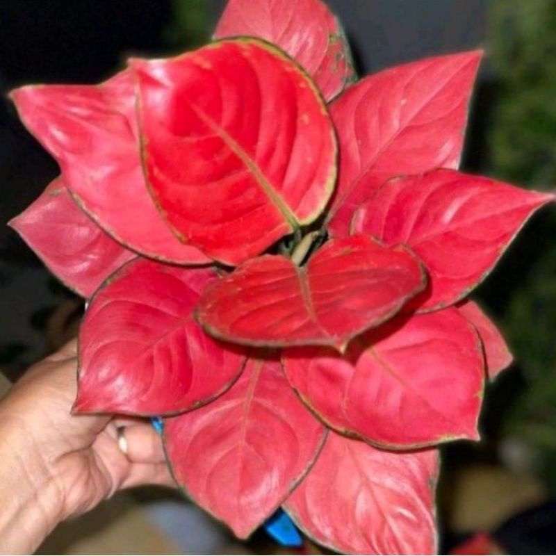 Aglonema red anjamani (Tanaman hias aglaonema red anjamani) - tanaman hias hidup - bunga hidup - bunga aglonema - aglaonema merah - aglonema merah - aglaonema murah - aglaonema murah
