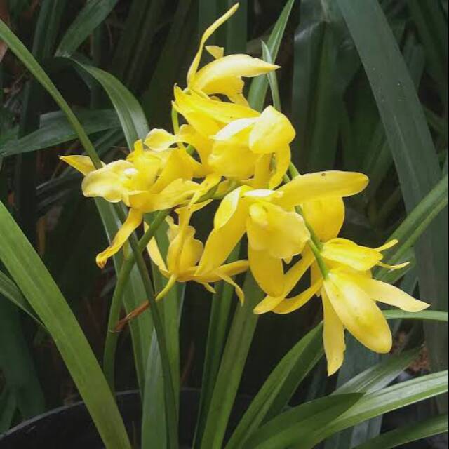  Anggrek Cymbidium Golden Boy 