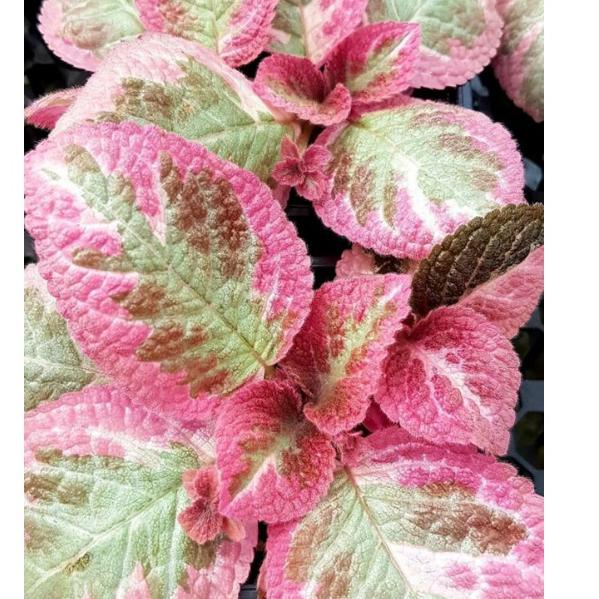 Murah Terupdate Episcia Cleopatra / Episcia Import