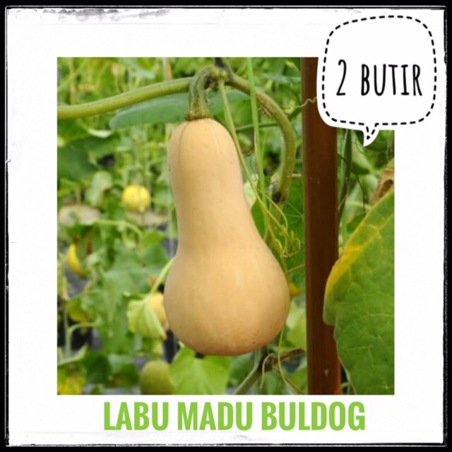 2 Benih Labu Madu / Butternut squash Buldog (Bintang Asia)