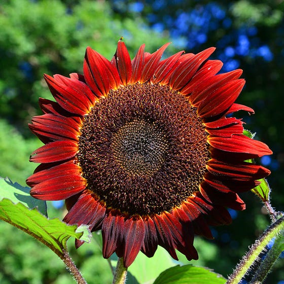 Benih Bibit Biji - Sunflower Red Sun Bunga Matahari Merah Flower Seeds - IMPORT UK