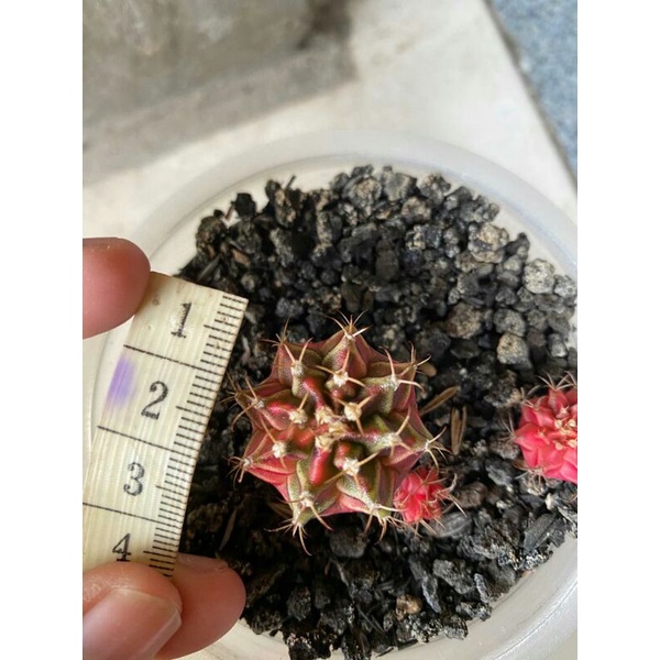 Kaktus Gymno Miha / Milo / Starfire S5 d 2.5cm