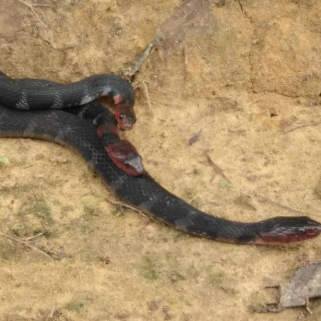 fransiskus.2au51a0ofy