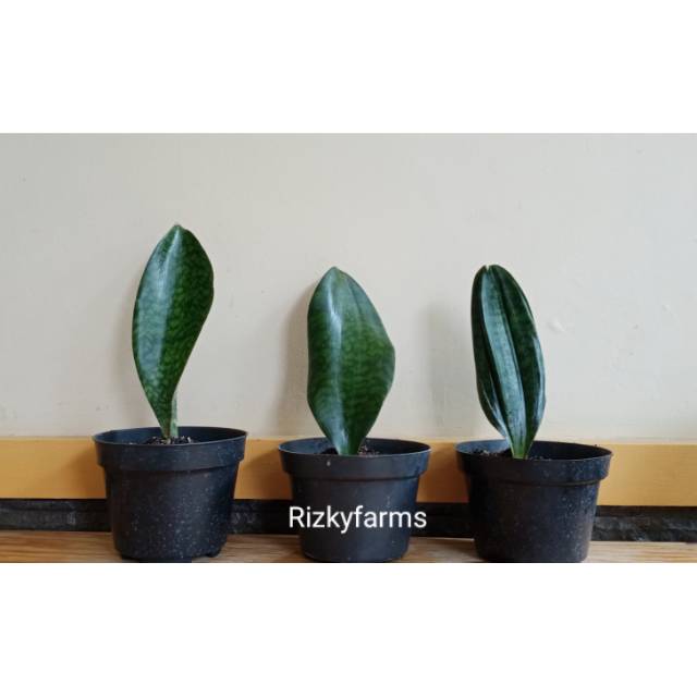 Sansevieria Masoniana