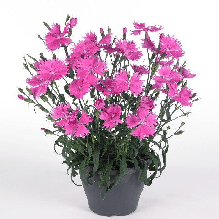 TANAMAN HIAS BUNGA ANYELIR