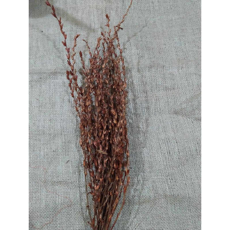 Bunga kering| rumput kering |Dried flower | Bunga Kering
