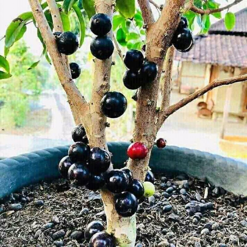 Tanaman buah anggur preco/anggur pohon