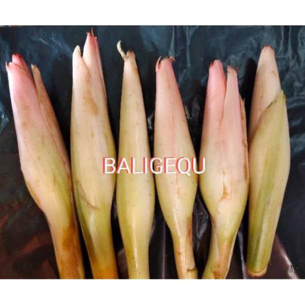 

Promo Awal tahun Kecombrang / Kincung 500 gram Diskon