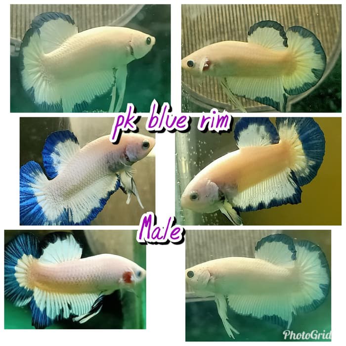 Get Jual Beli Ikan Cupang Blue Rim Pics