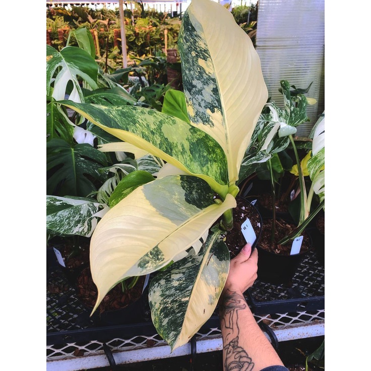 tanaman hias difenbachia panglima | difenbachia big beng