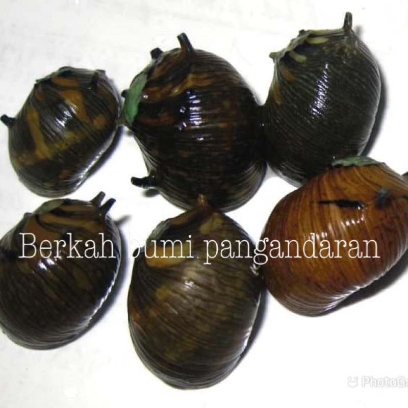 KEONG TANDUK AQUASCAPE | KEONG PEMBASMI ALGA AQUASCAPE
