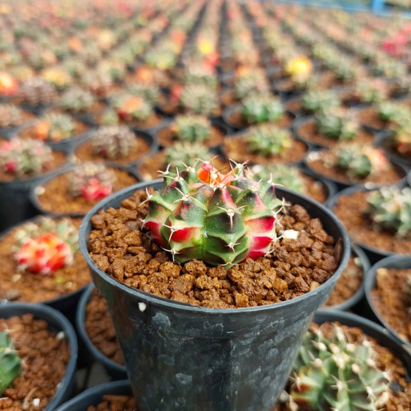 kaktus mini gymno || gymnocallycium mihanovichii || gymno hybrid || gymno seedling || gymno ownroot