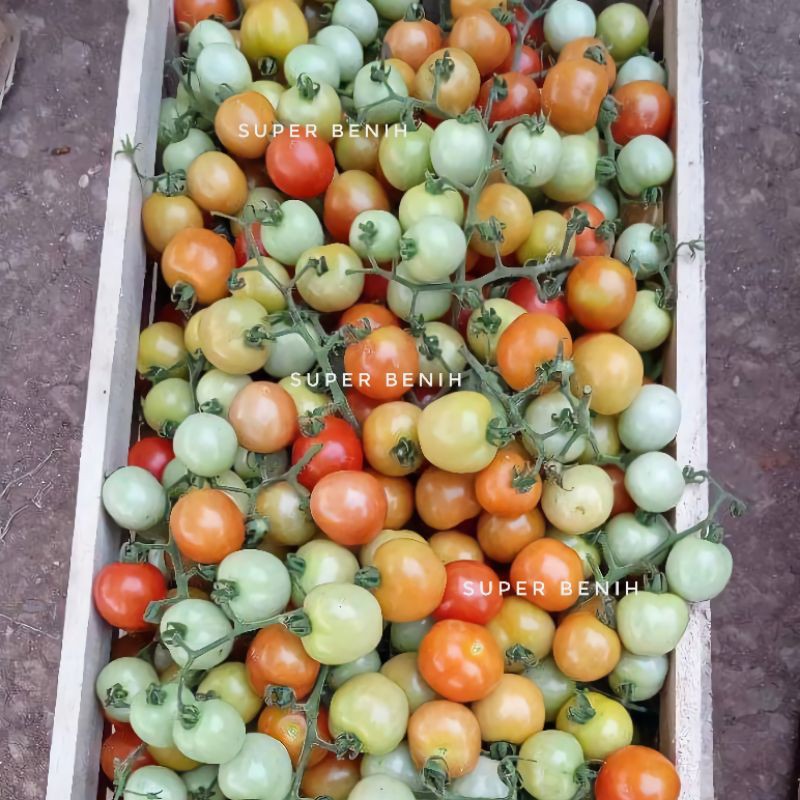 25 Biji - Benih TOMAT REMPAI, tomat kecil untuk sambal