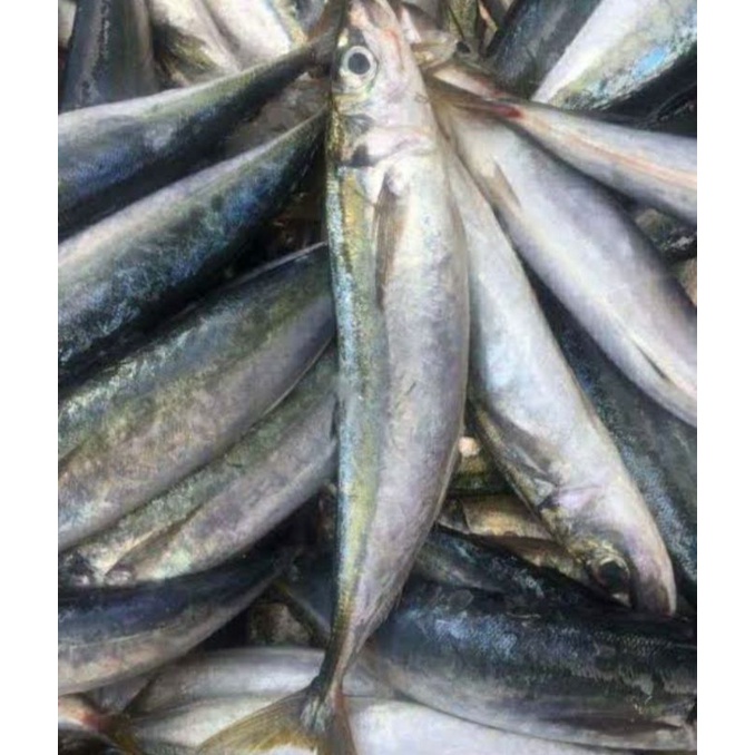 

ikan kembung layang kcil