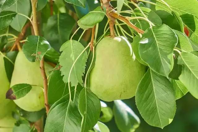 Bibit pear hijau cepat berbuah