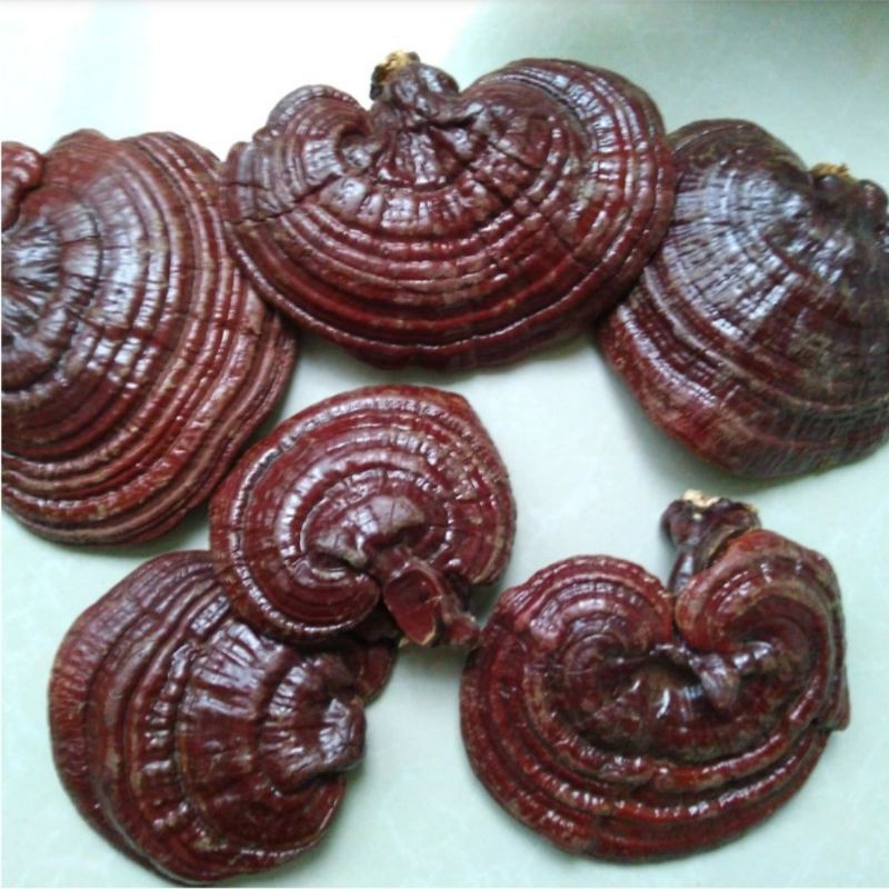 

*tokorosajbg88* Jamur lingzhi 200gr - Jamur Ling zhi Asli