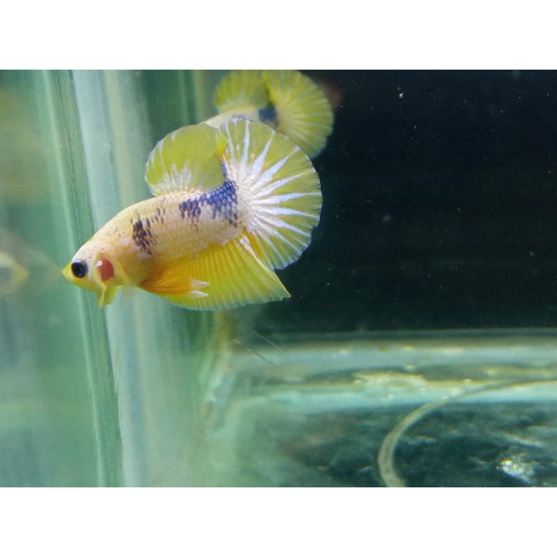 Male Yellow fancy/ cupang Kuntai/ yellow fancy Kuntai